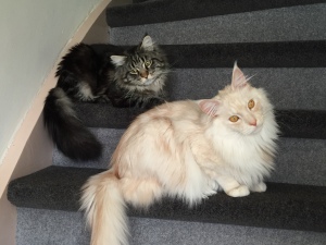 Felix & Swiebertje